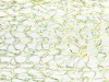 GRIFFIN Jewelry Ribbon ��������� �����, D=6 ��, 91,4 ��, ����: ������� ����, ���. 201406